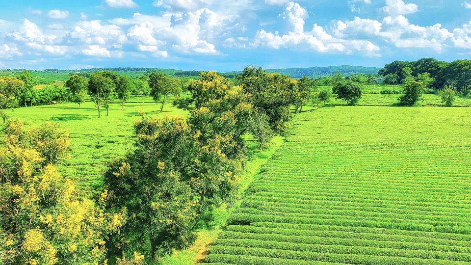 Cánh đồng chè tại biển Hồ chè Gia Lai