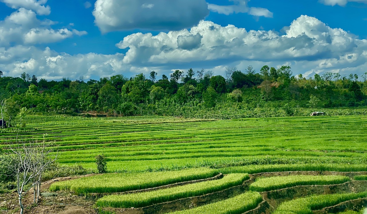 Ruộng bậc thang Chư Sê